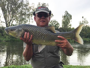 Fly Fishing for Yellows